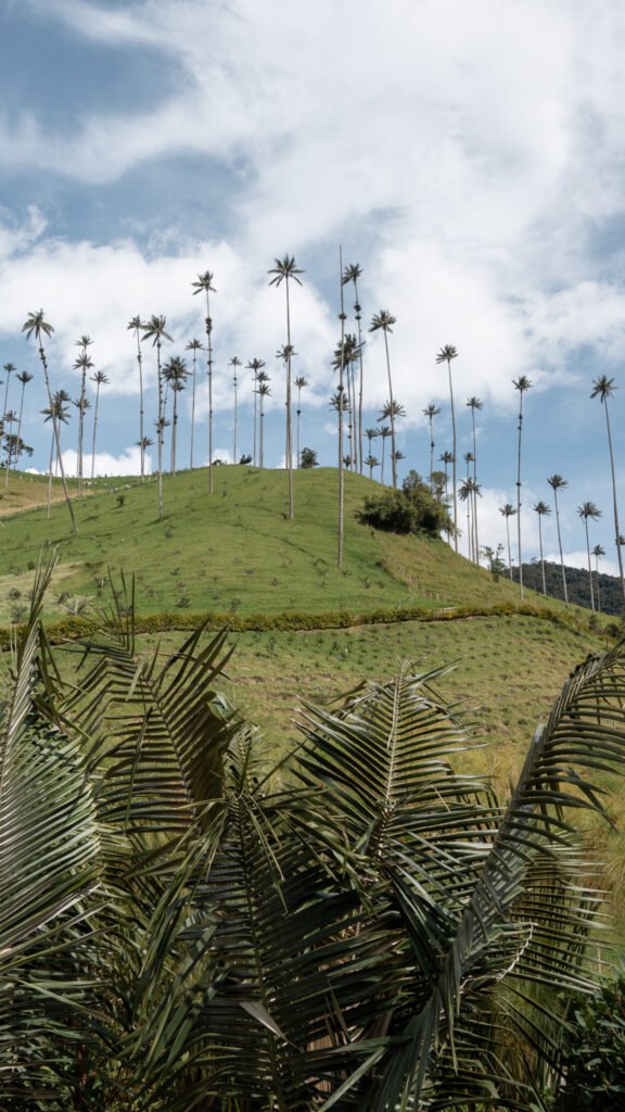 Cocora valley hike colombia breakawaywithbart
