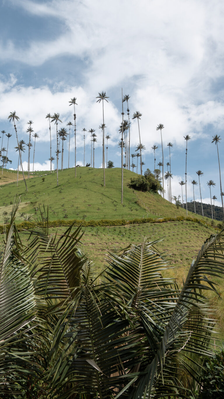 Cocora valley hike colombia breakawaywithbart