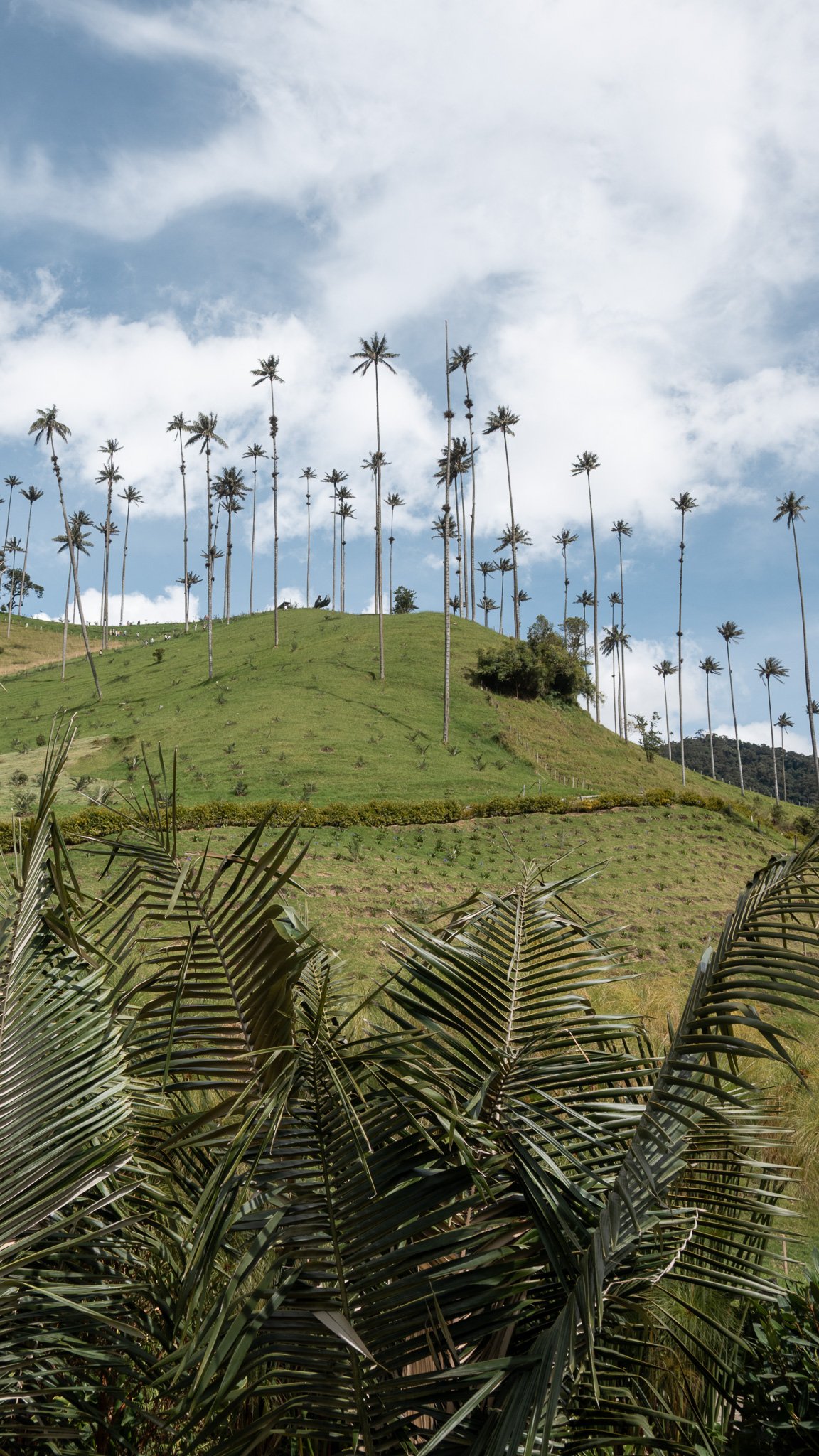 Cocora valley hike colombia breakawaywithbart