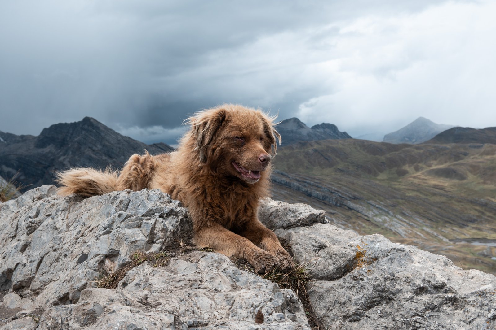 Huayhuash dog