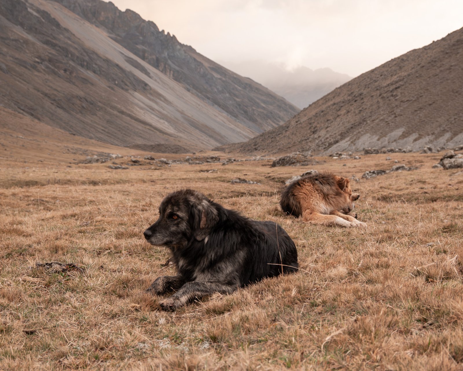 huayhuash dogs